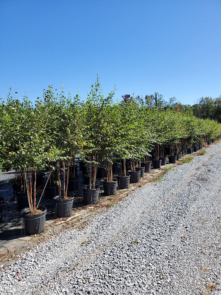 betula-nigra-bnmtf-riverbirch-dura-heat