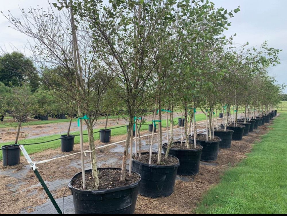 betula-nigra-bnmtf-riverbirch-dura-heat