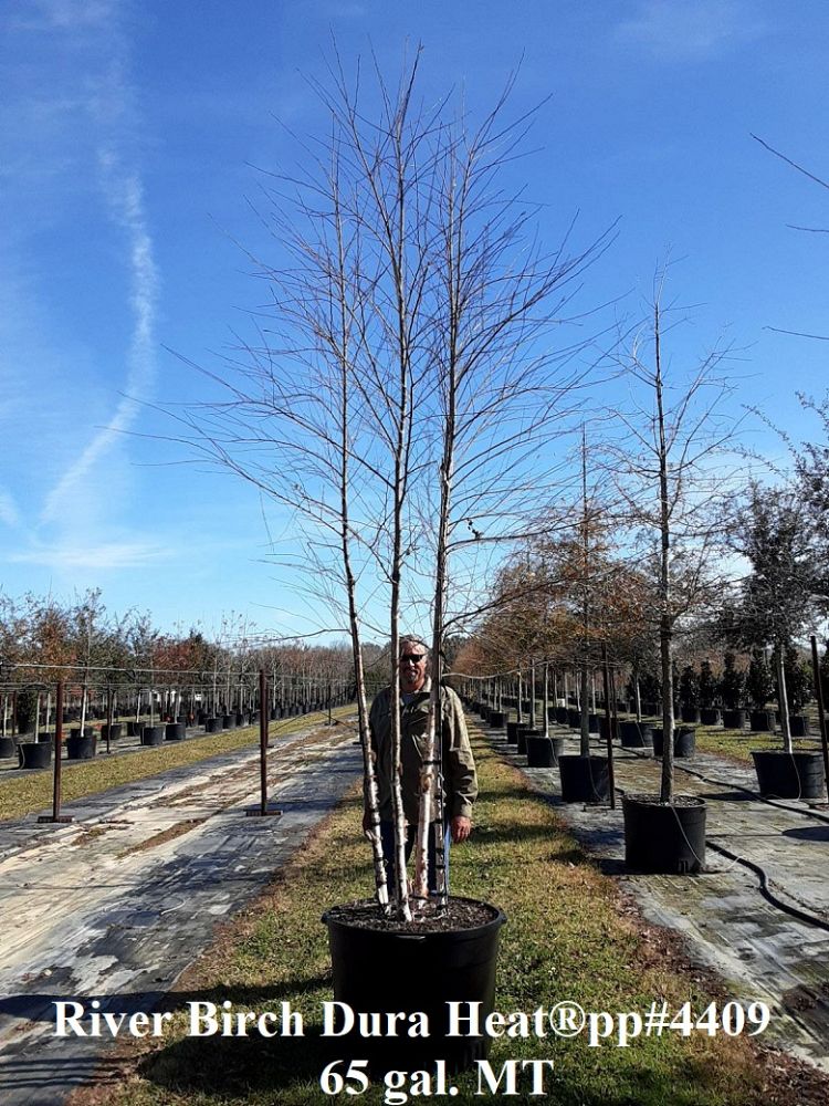 betula-nigra-bnmtf-riverbirch-dura-heat