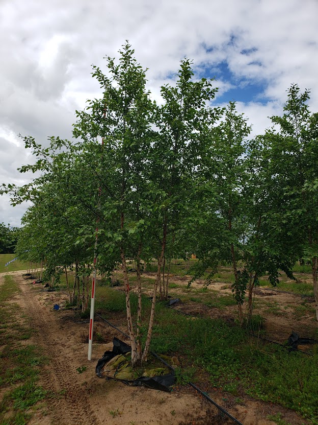 betula-nigra-bnmtf-riverbirch-dura-heat