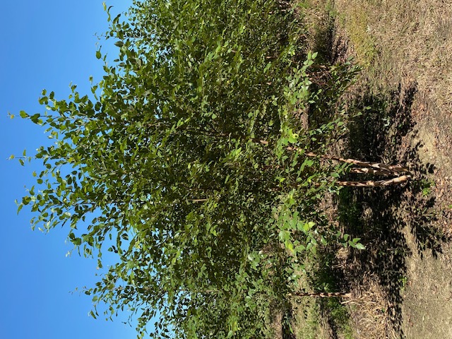 betula-nigra-bnmtf-riverbirch-dura-heat