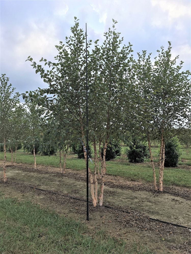 betula-nigra-bnmtf-riverbirch-dura-heat