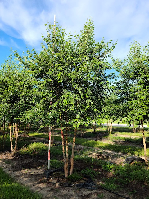 betula-nigra-bnmtf-riverbirch-dura-heat