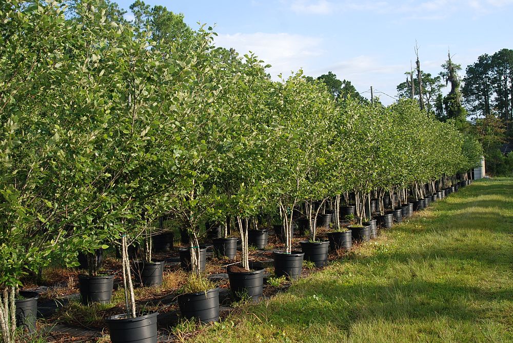 betula-nigra-bnmtf-riverbirch-dura-heat