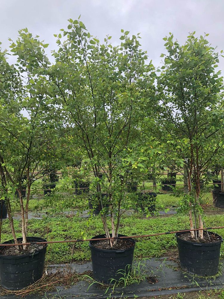 betula-nigra-bnmtf-riverbirch-dura-heat
