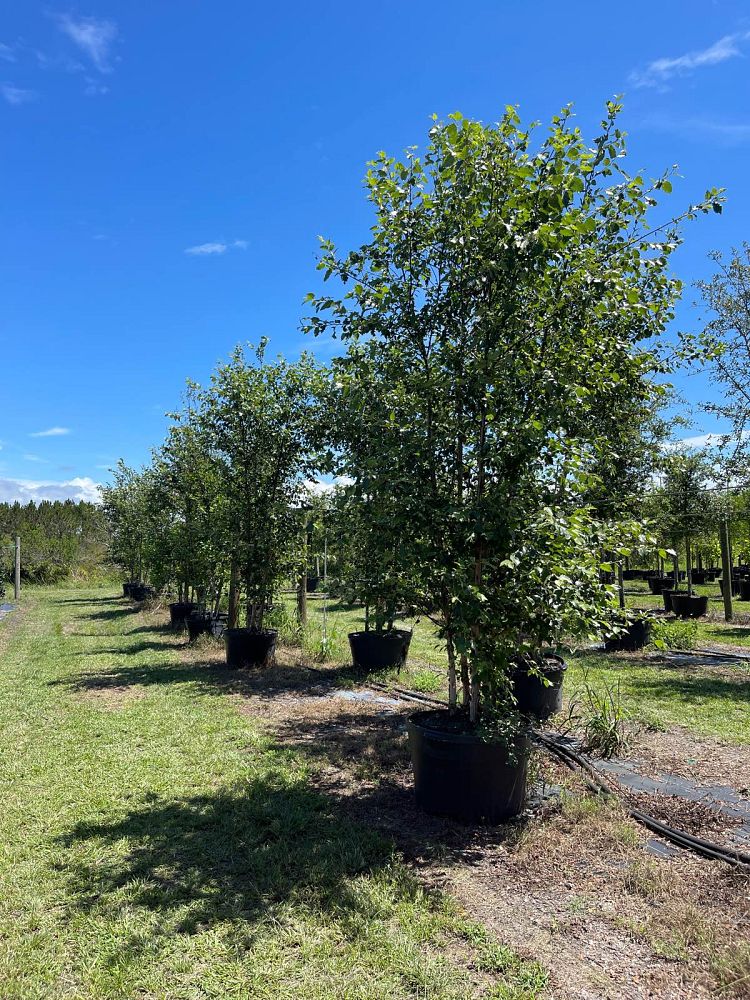 betula-nigra-bnmtf-riverbirch-dura-heat