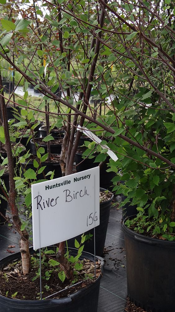 betula-nigra-bnmtf-riverbirch-dura-heat