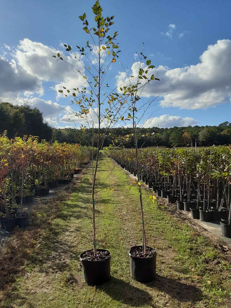 betula-nigra-bnmtf-riverbirch-dura-heat