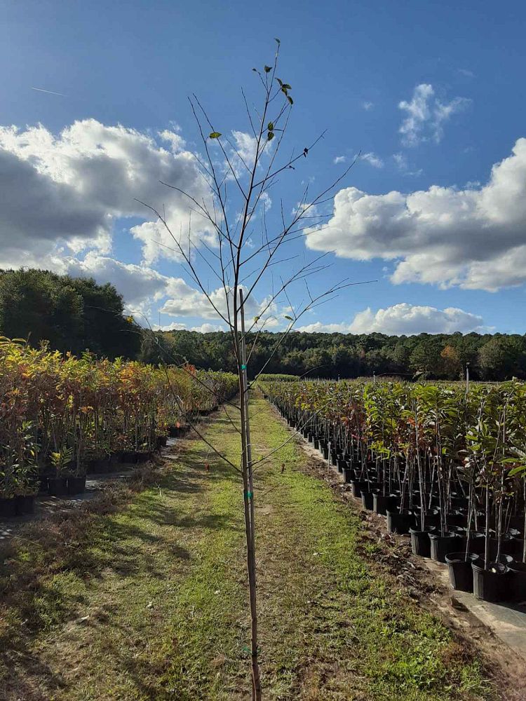 betula-nigra-bnmtf-riverbirch-dura-heat
