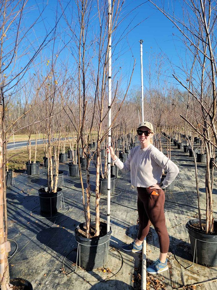 betula-nigra-bnmtf-riverbirch-dura-heat
