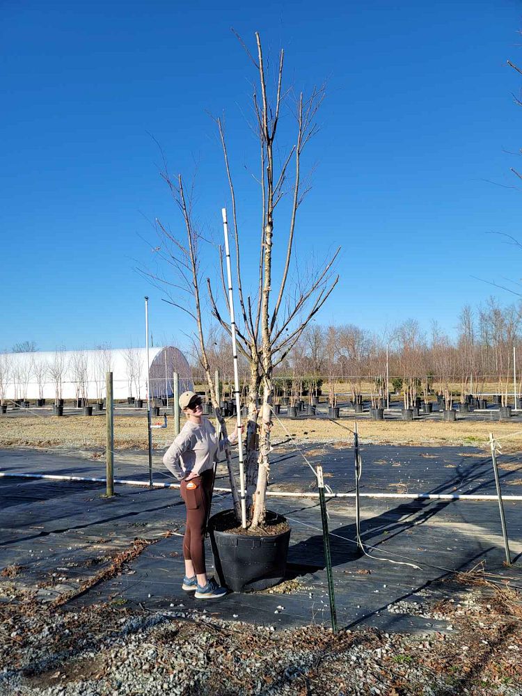 betula-nigra-bnmtf-riverbirch-dura-heat