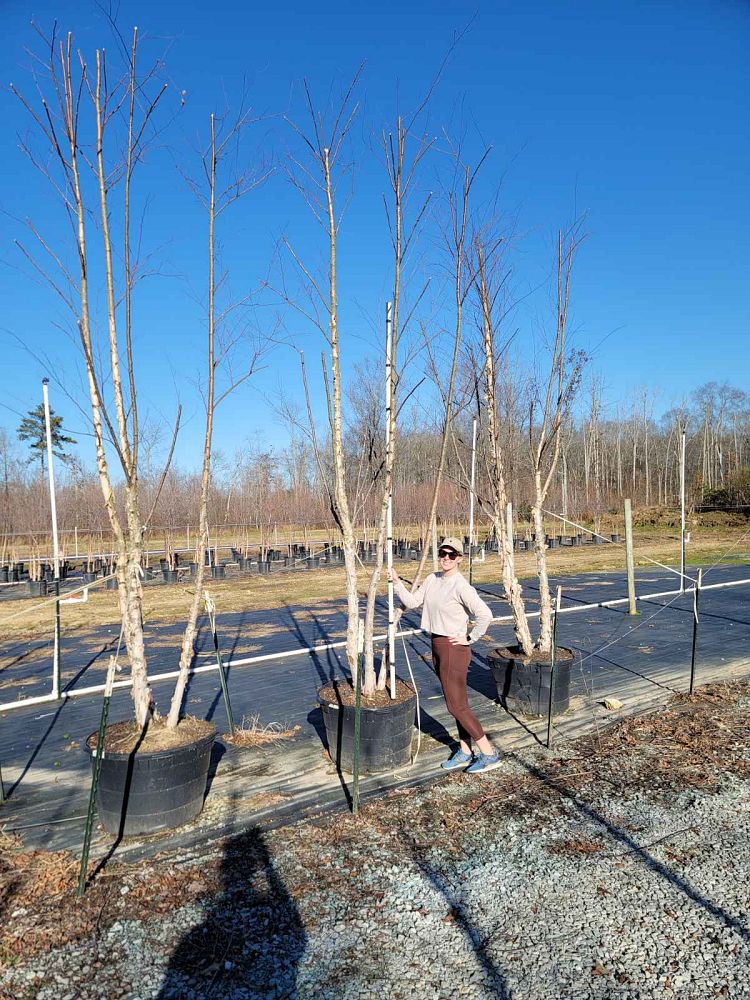 betula-nigra-bnmtf-riverbirch-dura-heat