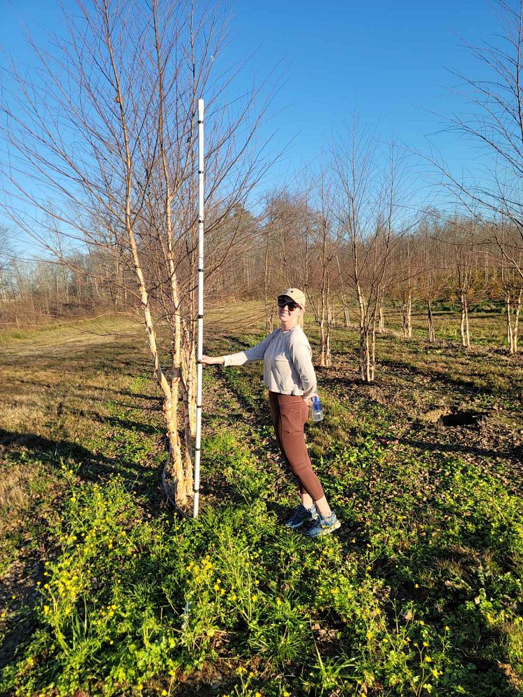 betula-nigra-bnmtf-riverbirch-dura-heat