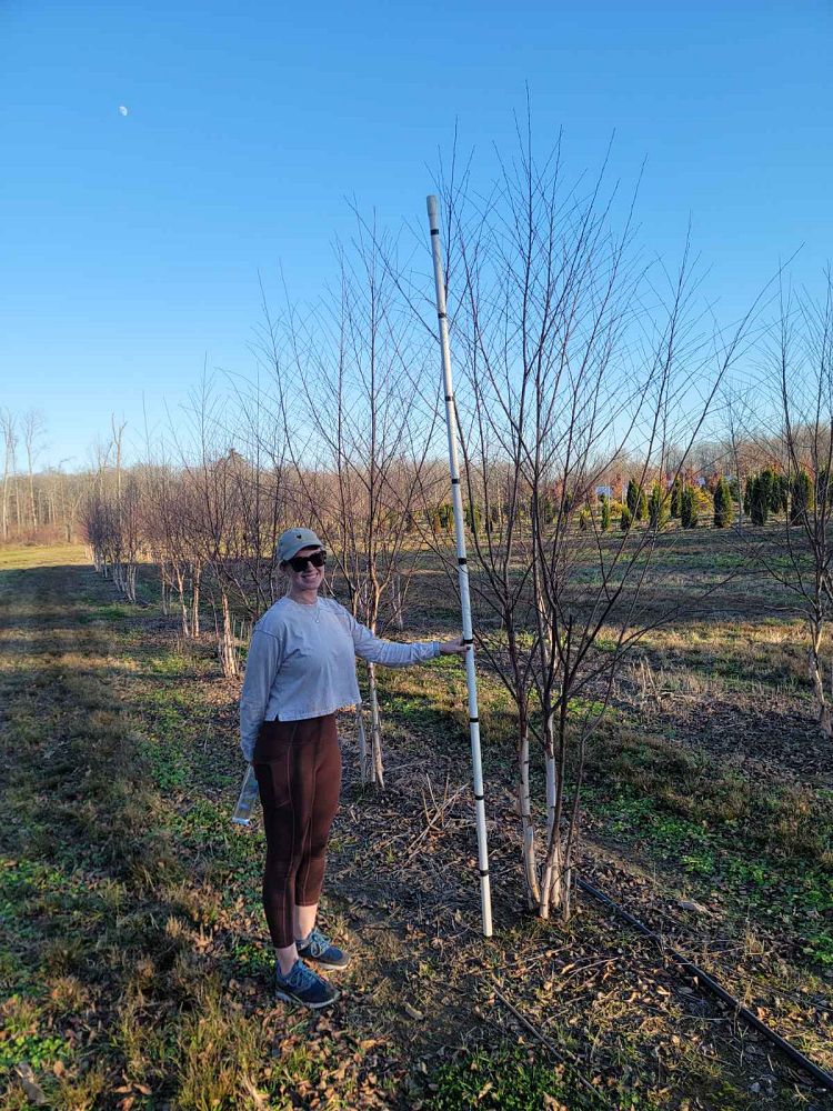 betula-nigra-bnmtf-riverbirch-dura-heat