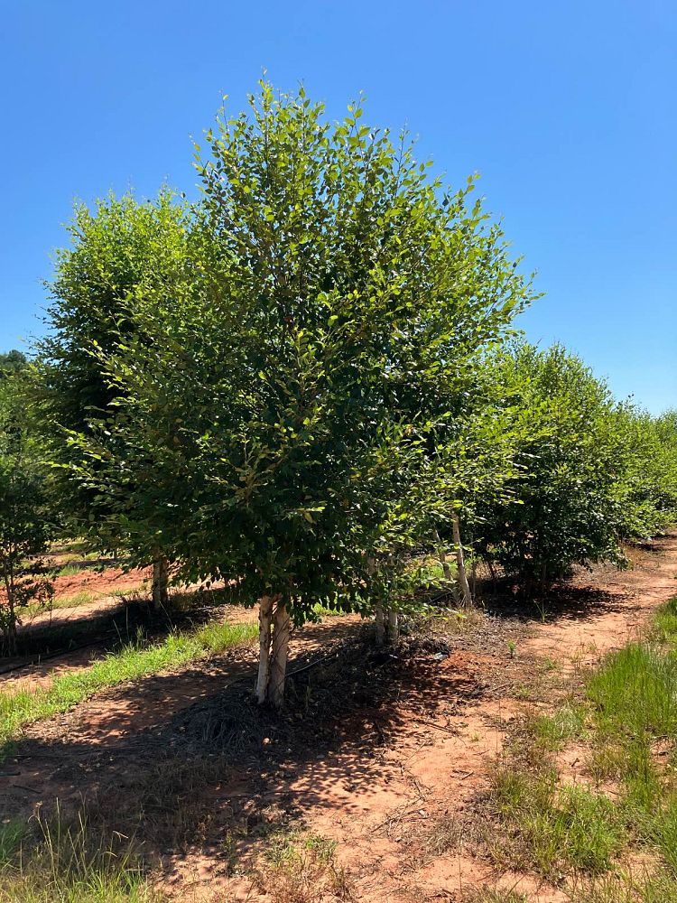 betula-nigra-bnmtf-riverbirch-dura-heat