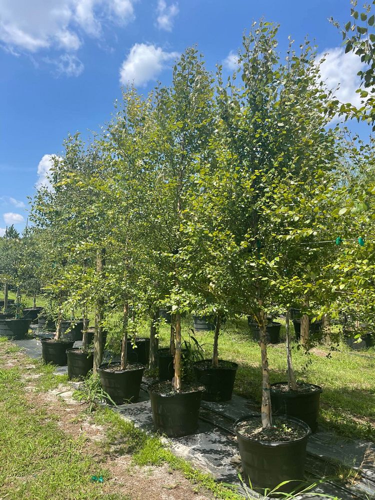 betula-nigra-bnmtf-riverbirch-dura-heat
