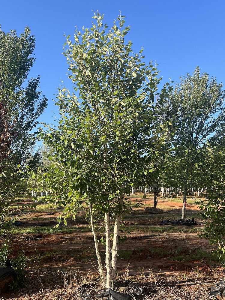 betula-nigra-bnmtf-riverbirch-dura-heat