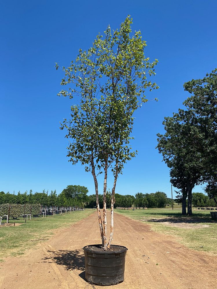 betula-nigra-bnmtf-riverbirch-dura-heat