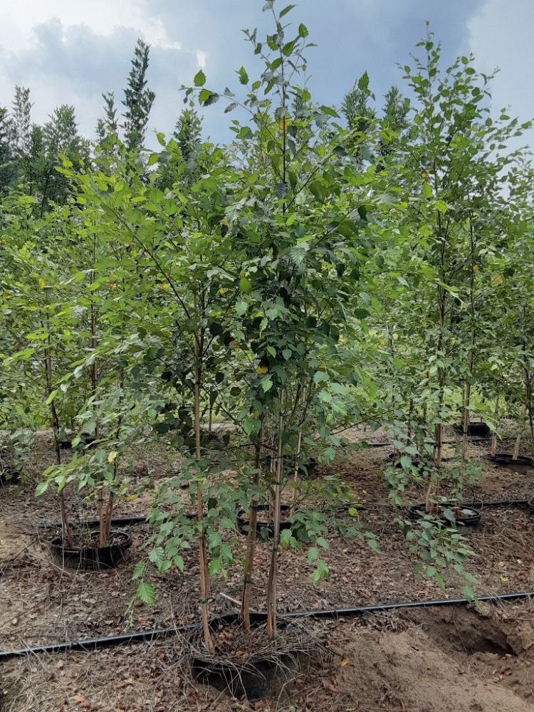 betula-nigra-bnmtf-riverbirch-dura-heat