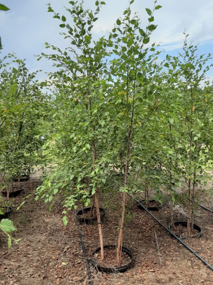 betula-nigra-bnmtf-riverbirch-dura-heat