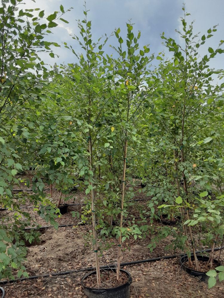 betula-nigra-bnmtf-riverbirch-dura-heat