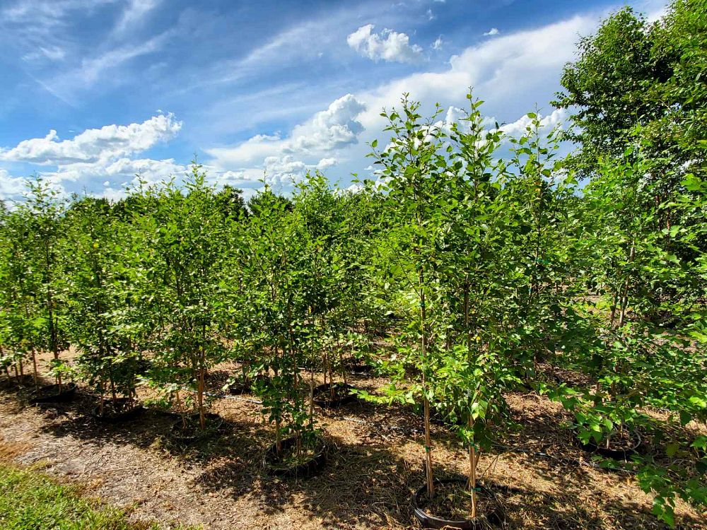 betula-nigra-bnmtf-riverbirch-dura-heat