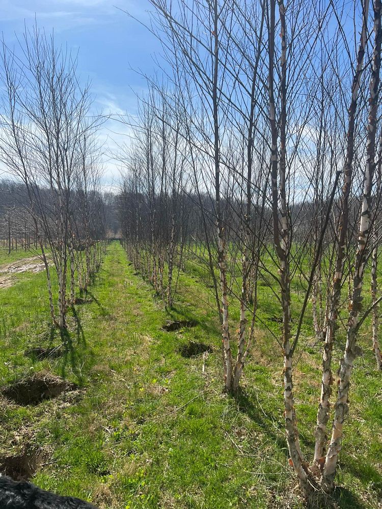 betula-nigra-bnmtf-riverbirch-dura-heat