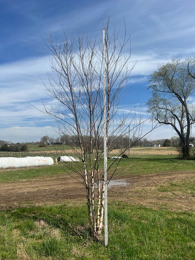 betula-nigra-bnmtf-riverbirch-dura-heat