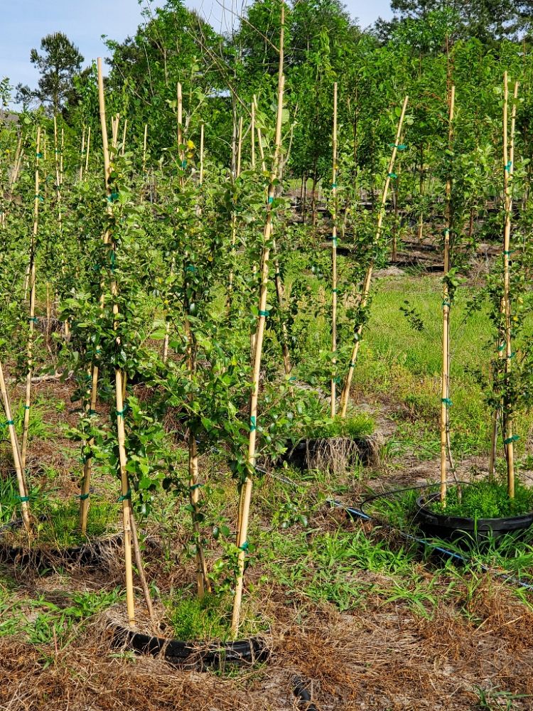 betula-nigra-bnmtf-riverbirch-dura-heat