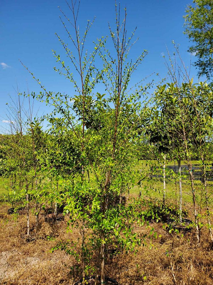 betula-nigra-bnmtf-riverbirch-dura-heat