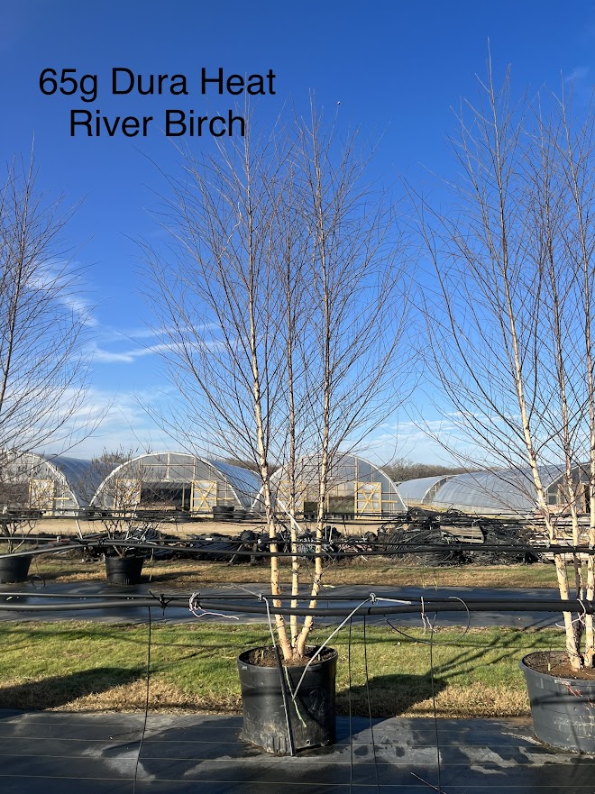 betula-nigra-bnmtf-riverbirch-dura-heat