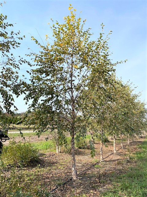 betula-nigra-bnmtf-riverbirch-dura-heat