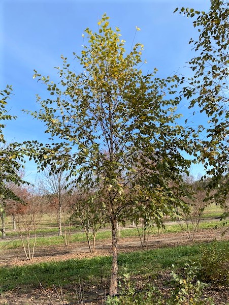 betula-nigra-bnmtf-riverbirch-dura-heat