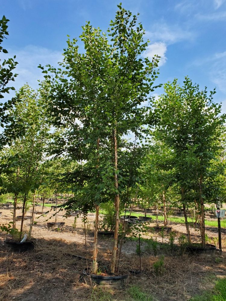 betula-nigra-bnmtf-riverbirch-dura-heat