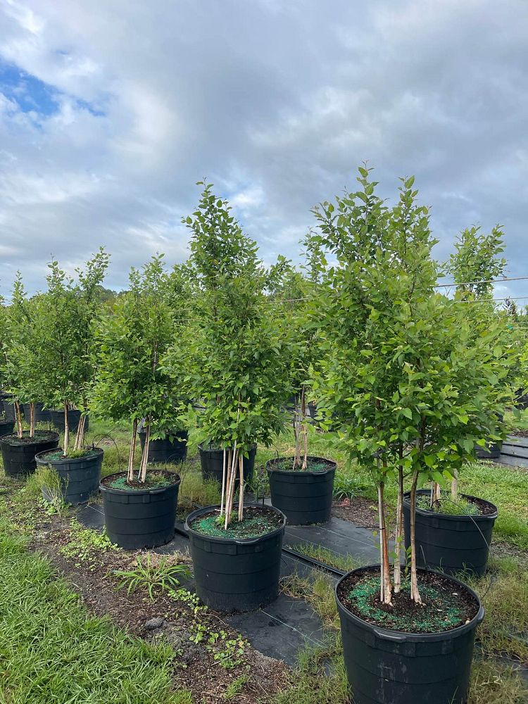 betula-nigra-bnmtf-riverbirch-dura-heat