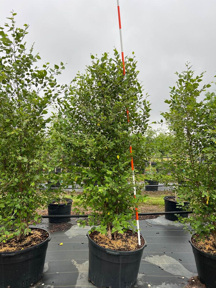 betula-nigra-bnmtf-riverbirch-dura-heat