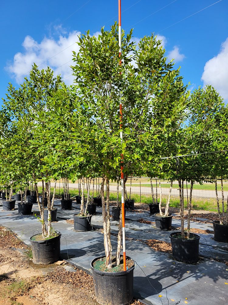 betula-nigra-bnmtf-riverbirch-dura-heat