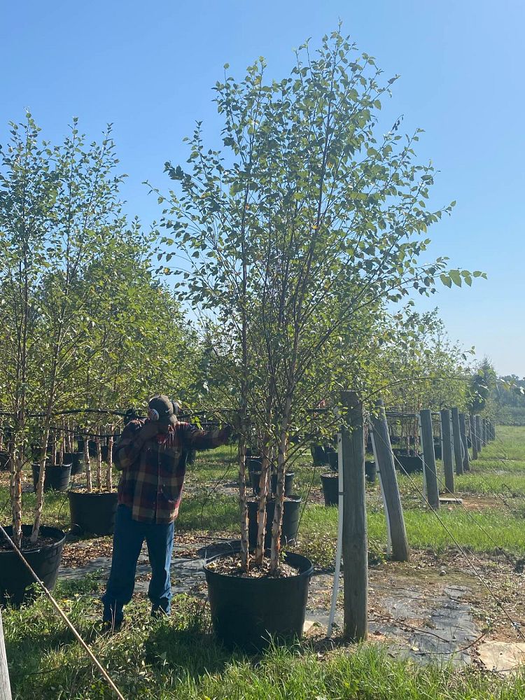 betula-nigra-bnmtf-riverbirch-dura-heat