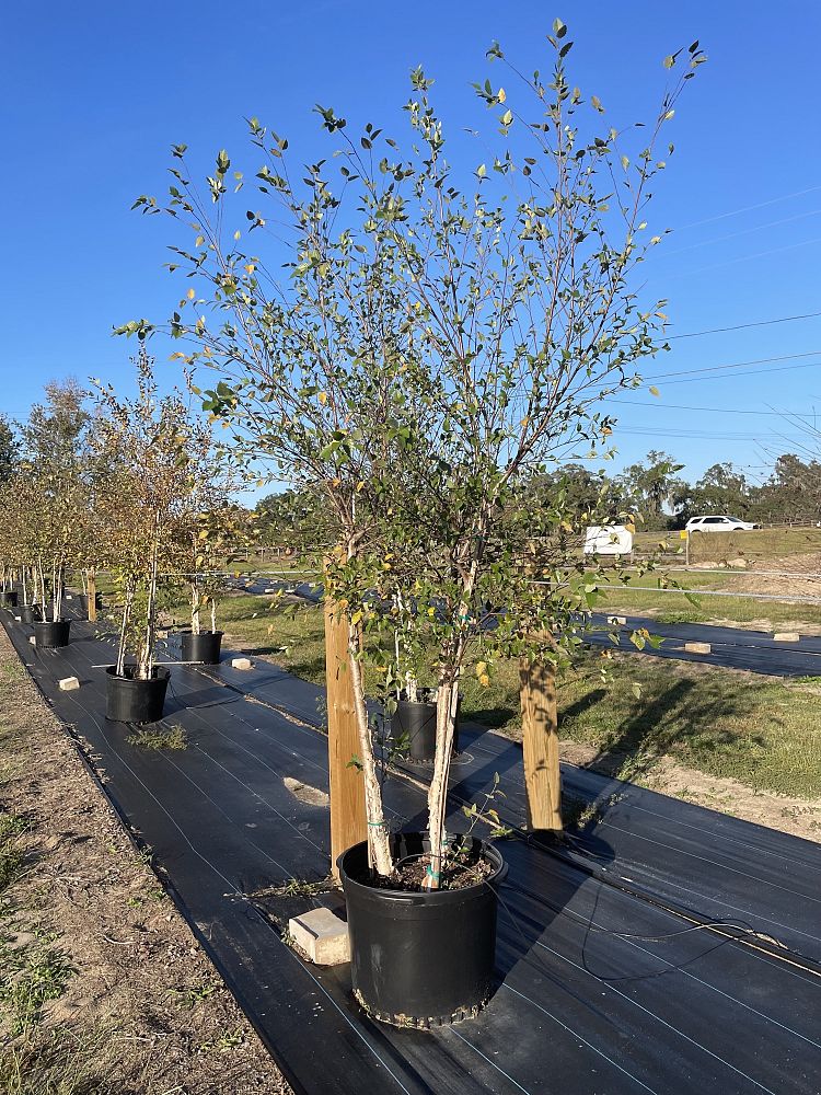 betula-nigra-bnmtf-riverbirch-dura-heat