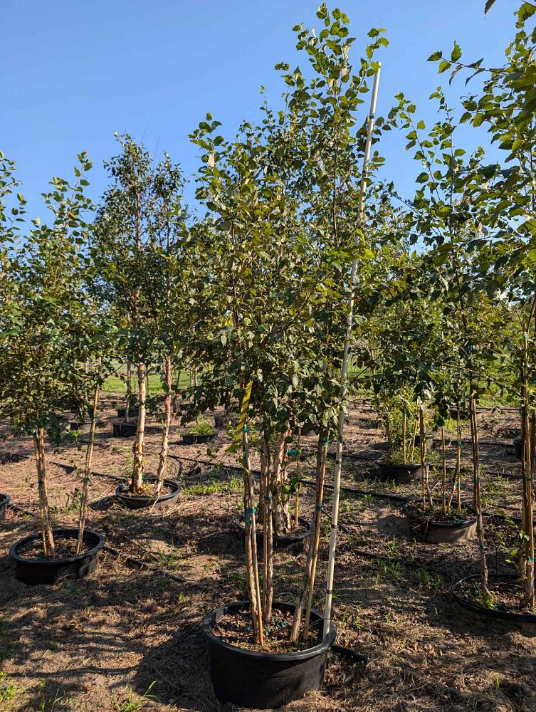 betula-nigra-bnmtf-riverbirch-dura-heat