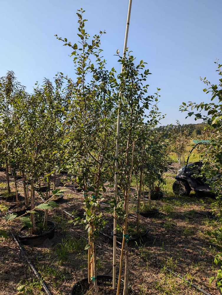 betula-nigra-bnmtf-riverbirch-dura-heat