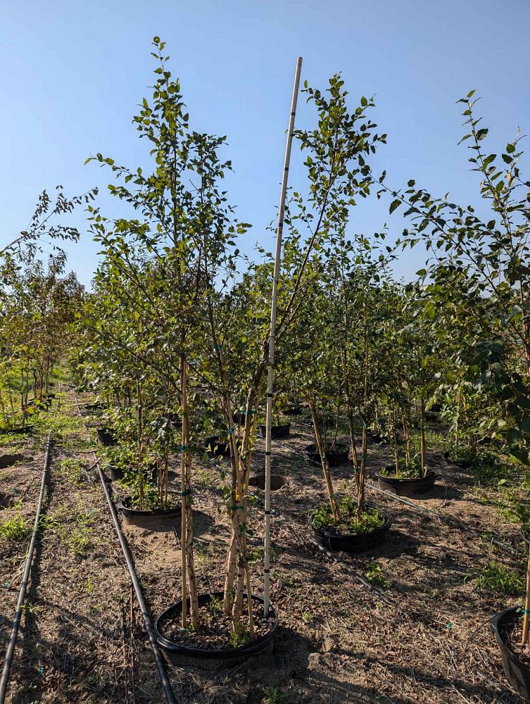 betula-nigra-bnmtf-riverbirch-dura-heat