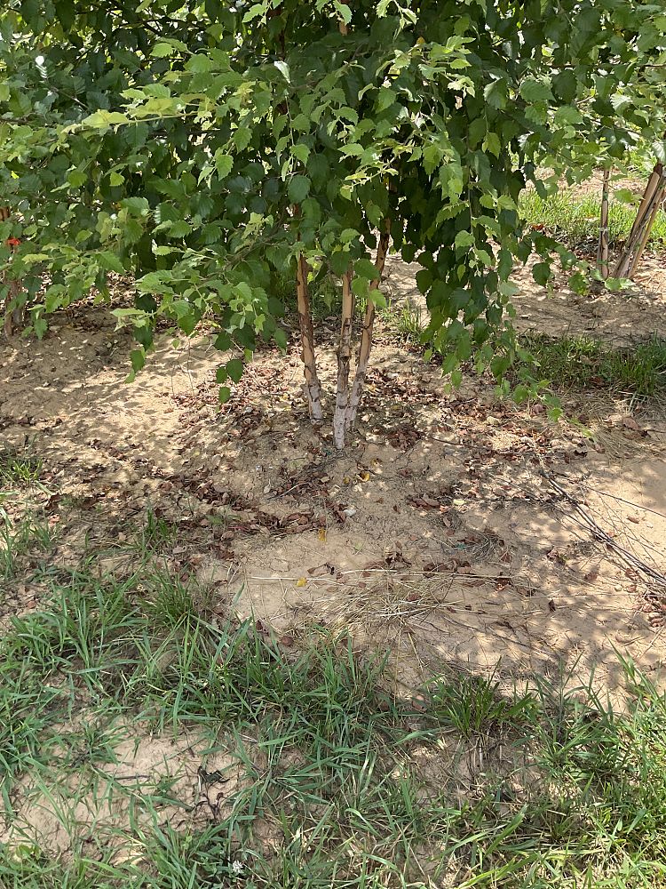 betula-nigra-bnmtf-riverbirch-dura-heat