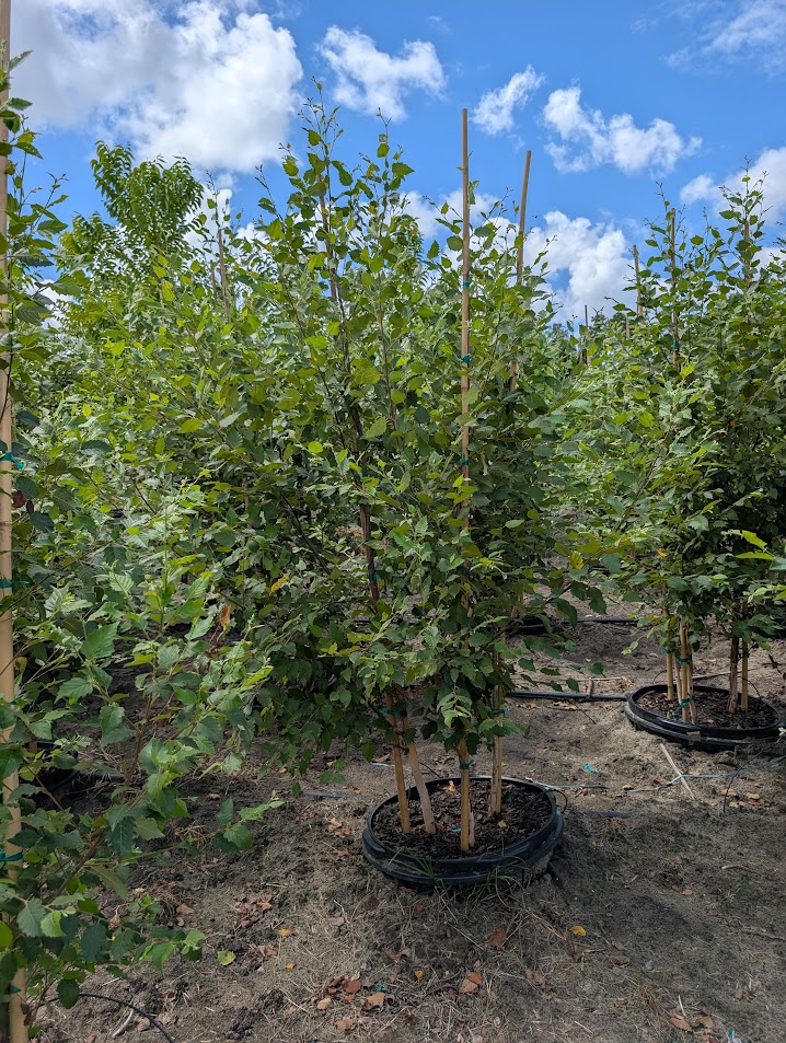 betula-nigra-bnmtf-riverbirch-dura-heat