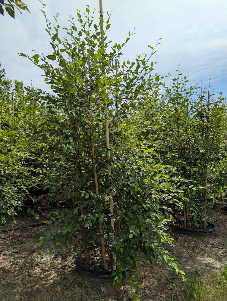 betula-nigra-bnmtf-riverbirch-dura-heat