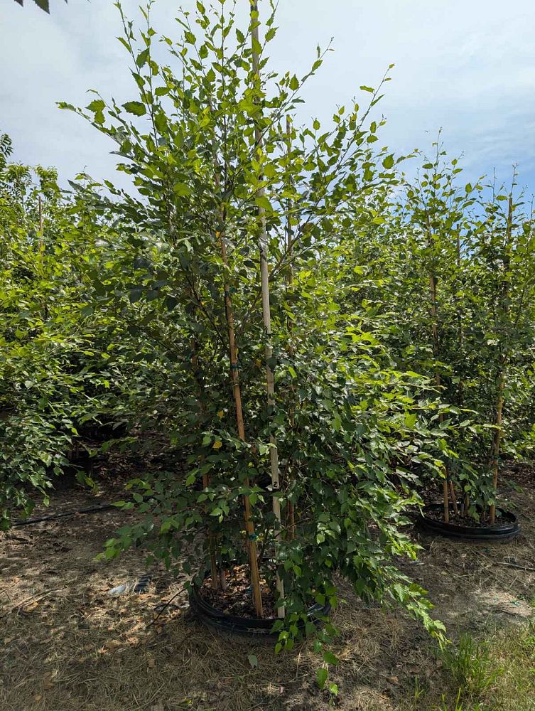 betula-nigra-bnmtf-riverbirch-dura-heat