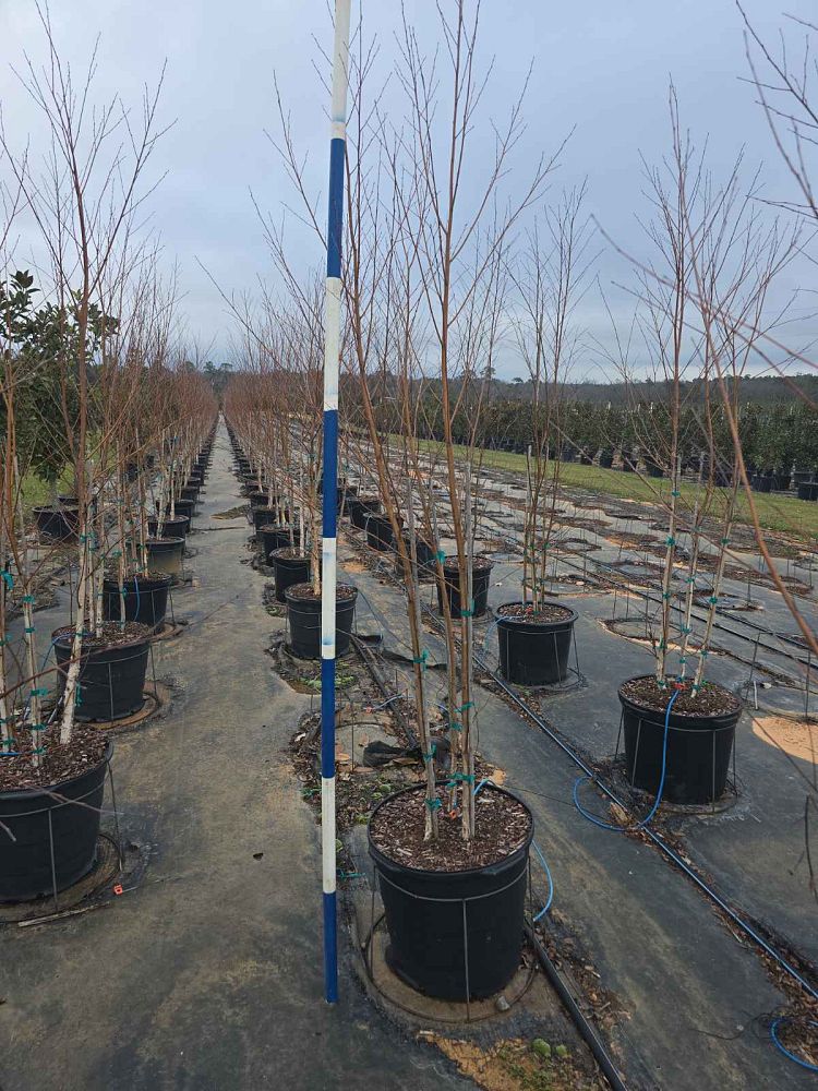 betula-nigra-bnmtf-riverbirch-dura-heat