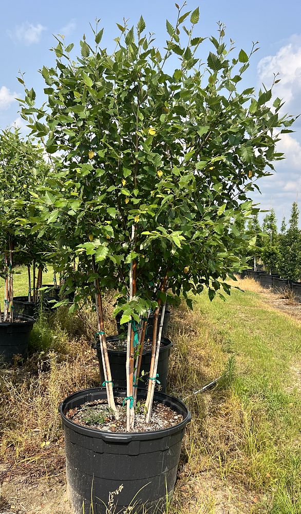 betula-nigra-bnmtf-riverbirch-dura-heat