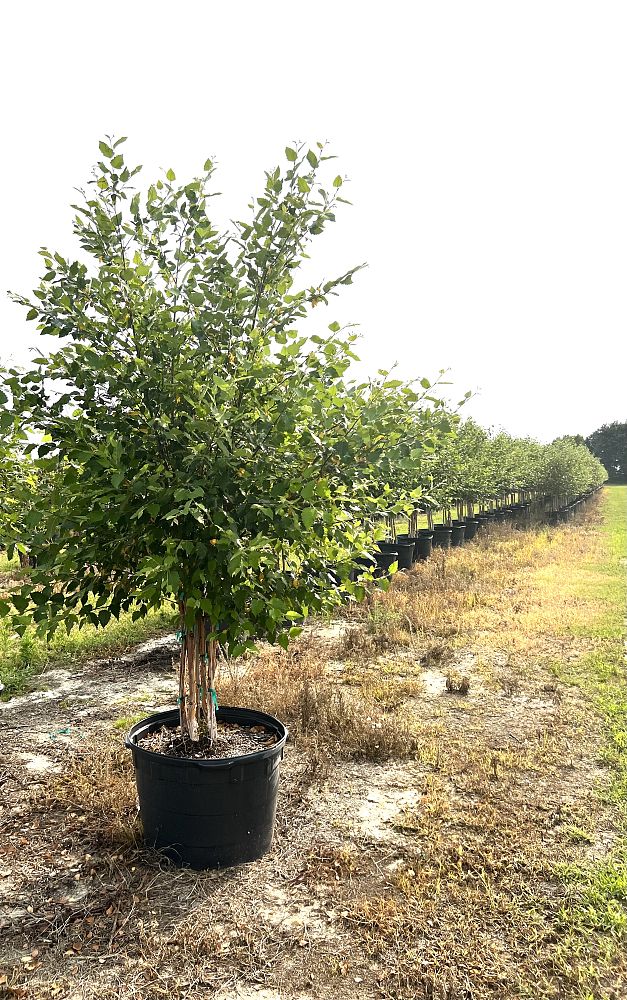 betula-nigra-bnmtf-riverbirch-dura-heat