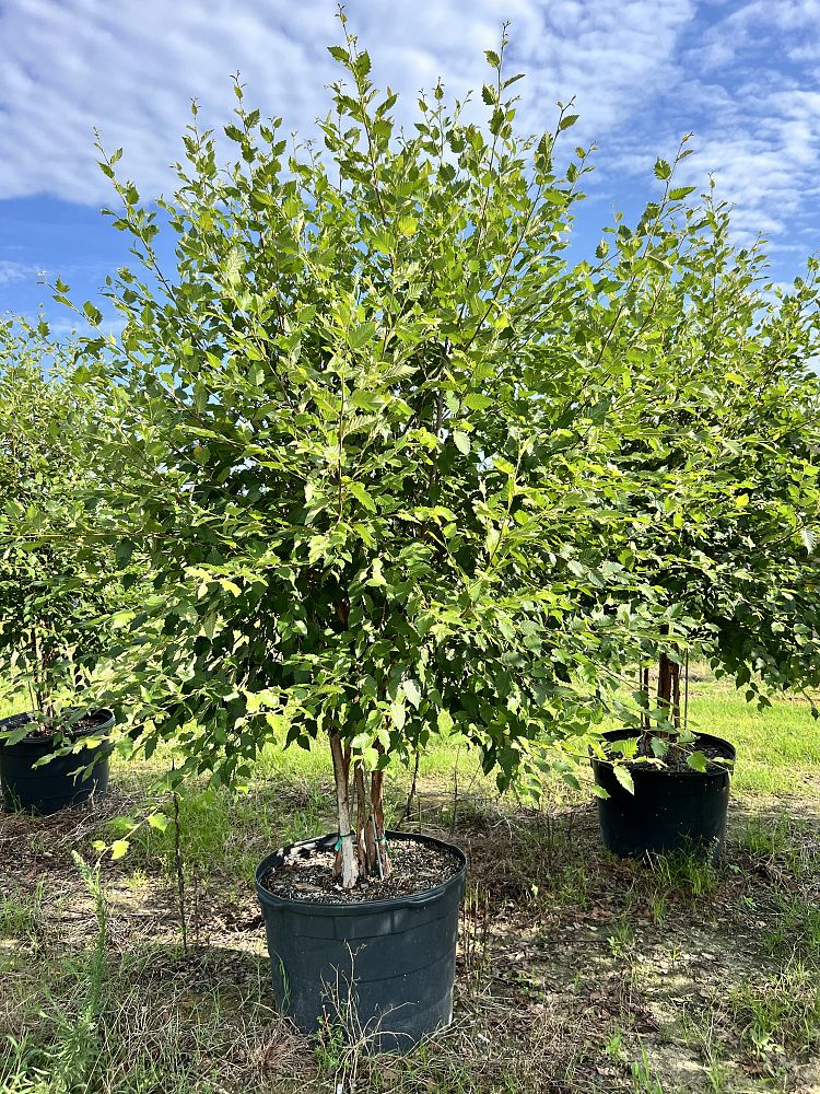 betula-nigra-bnmtf-riverbirch-dura-heat
